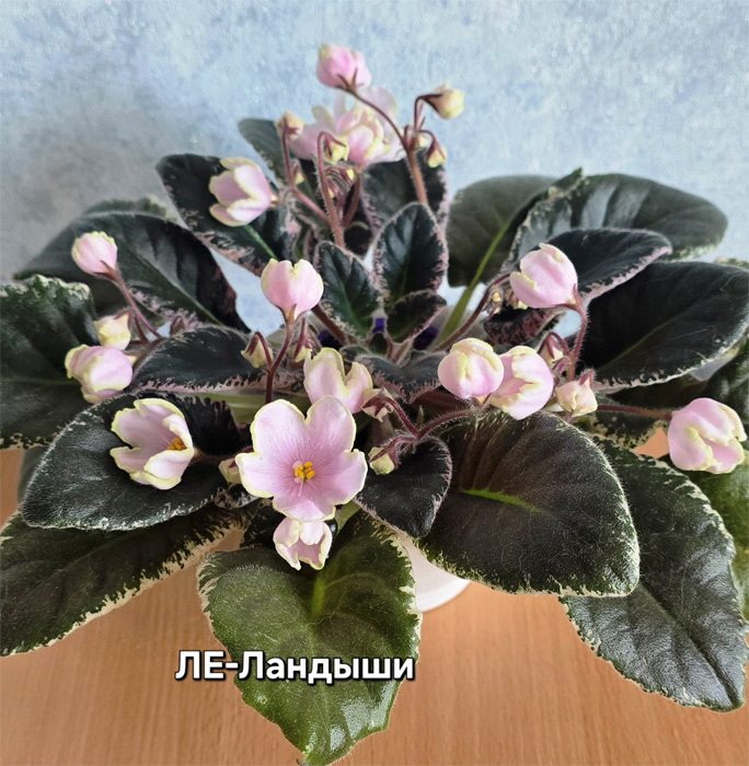 ле-ландыши.jpg