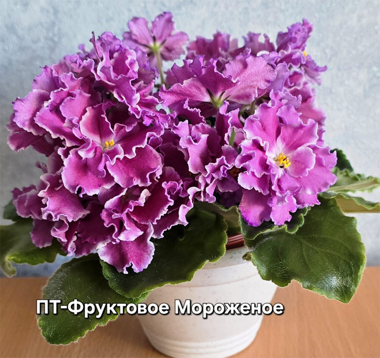 пт-фруктовое-мороженое.jpg