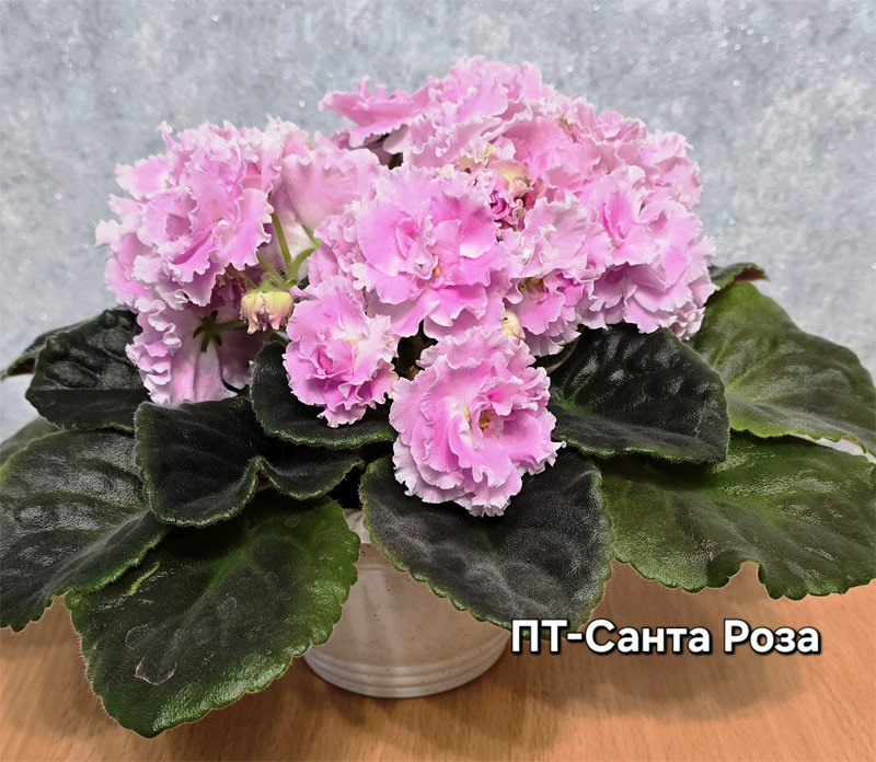 пт-санта-роза.jpg