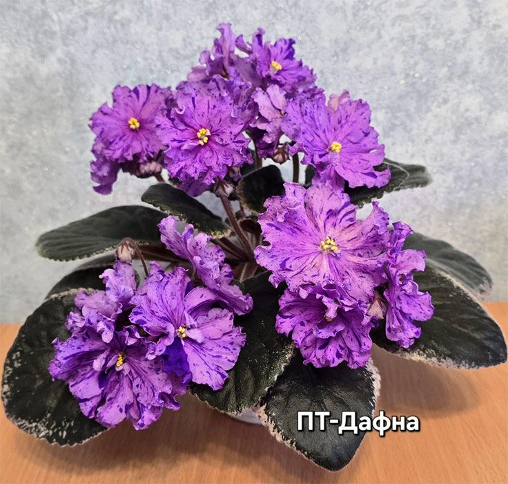 пт-дафна.jpg