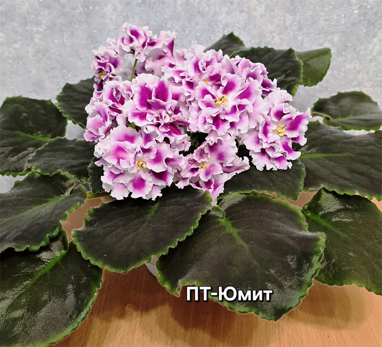 пт-юмит.jpg