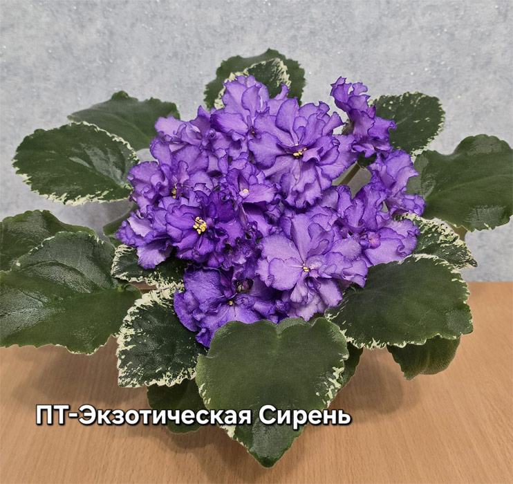 пт-экзот-сирень.jpg