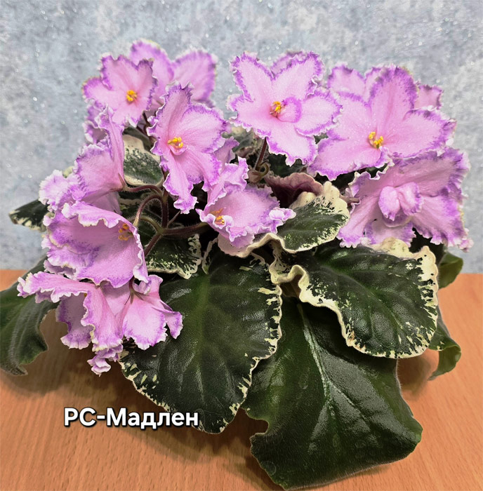 рс-мадлен.jpg