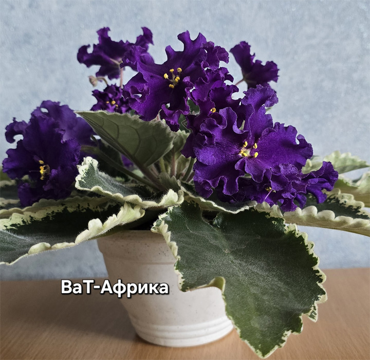 ват-африка.jpg