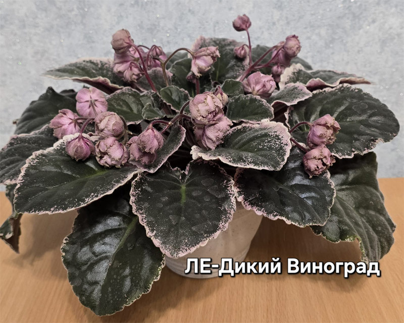 ле-дикий-виноград.jpg