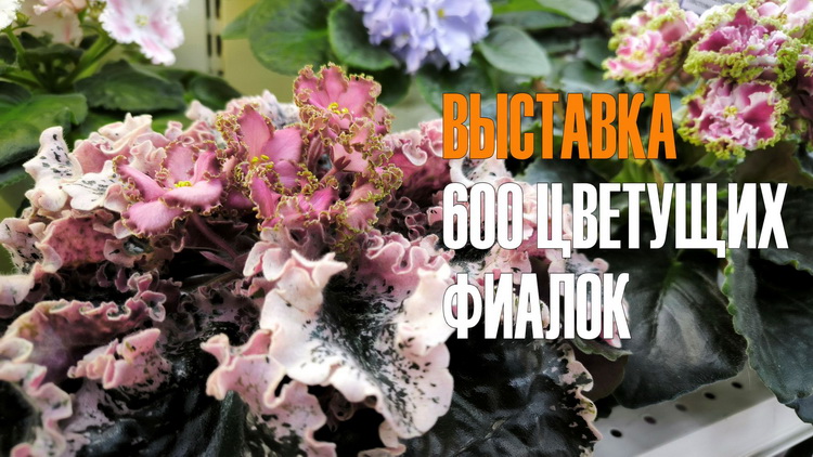ptr_cover156.jpg