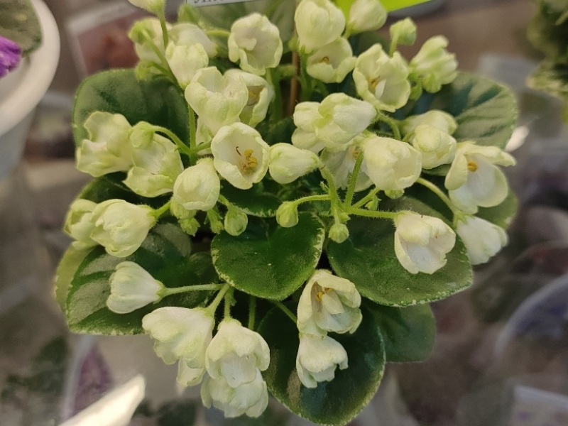 IMG_20260228_184324.jpg