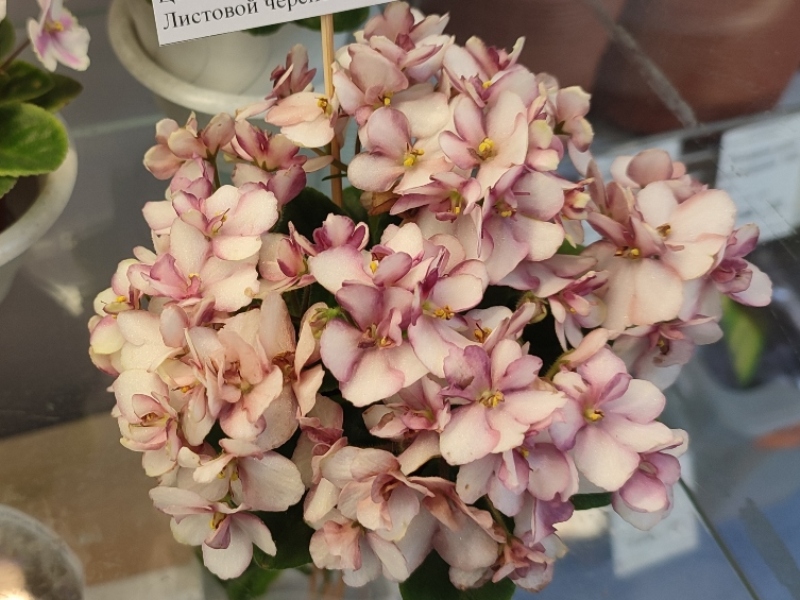 IMG_20260228_184347.jpg