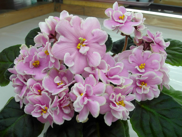 Pink Amiss (Eyerdom)