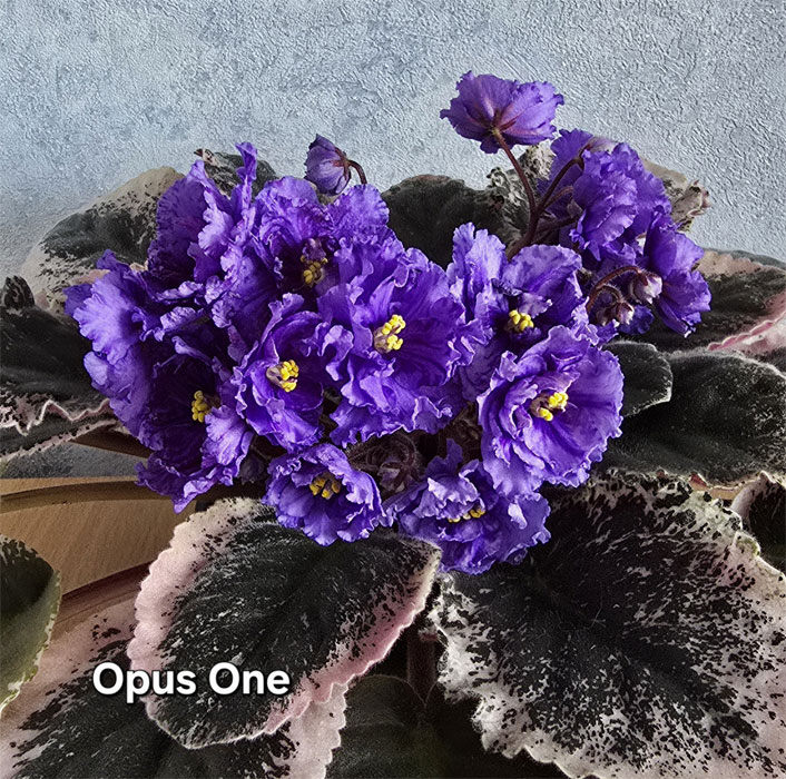 1opus-one.jpg