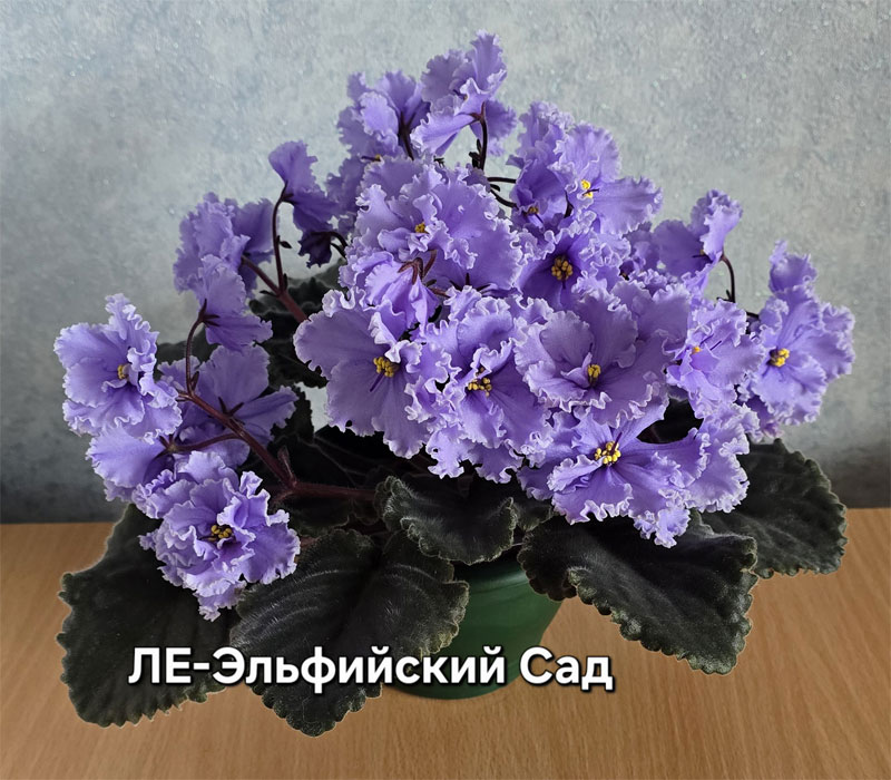 1ле-эльф-сад.jpg