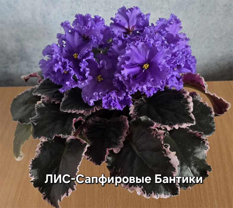 1лис-сапфир-бантики.jpg