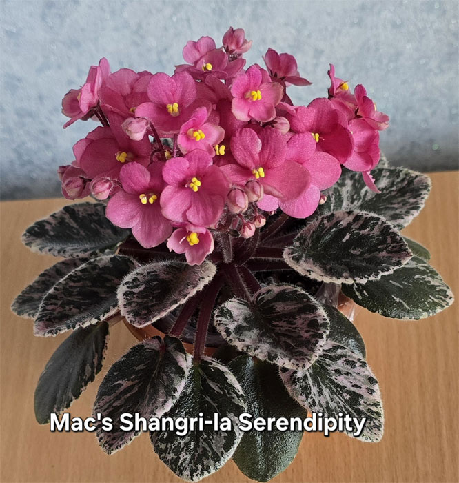 1macs-shangri-la-sernd.jpg