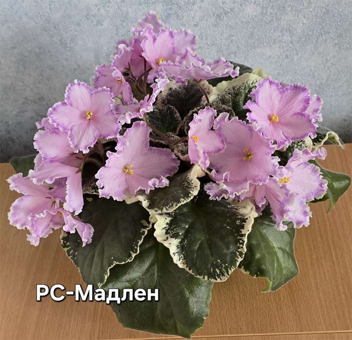 1рс-мадлен.jpg