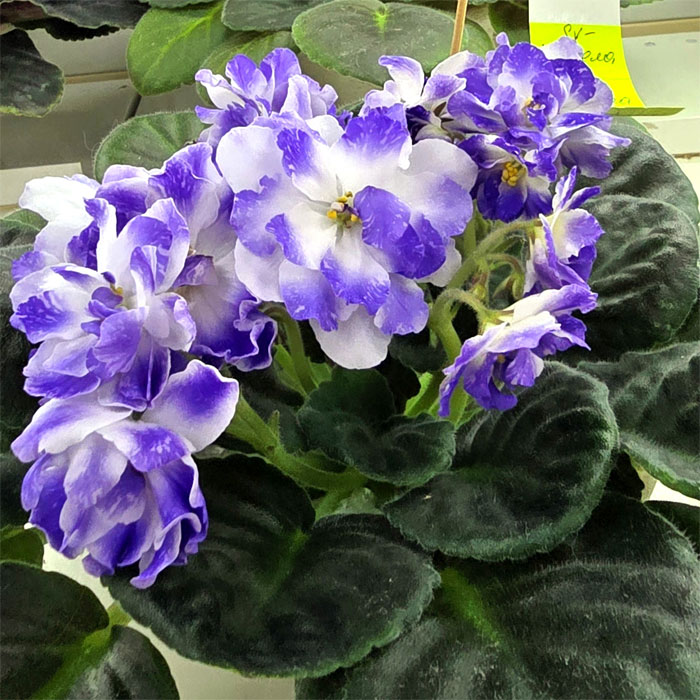 5sv-невела.jpg