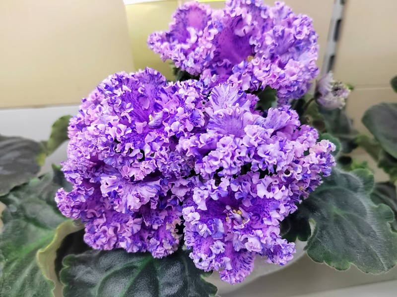 ПТ-Ягодный Сад (Фёдорова).jpg