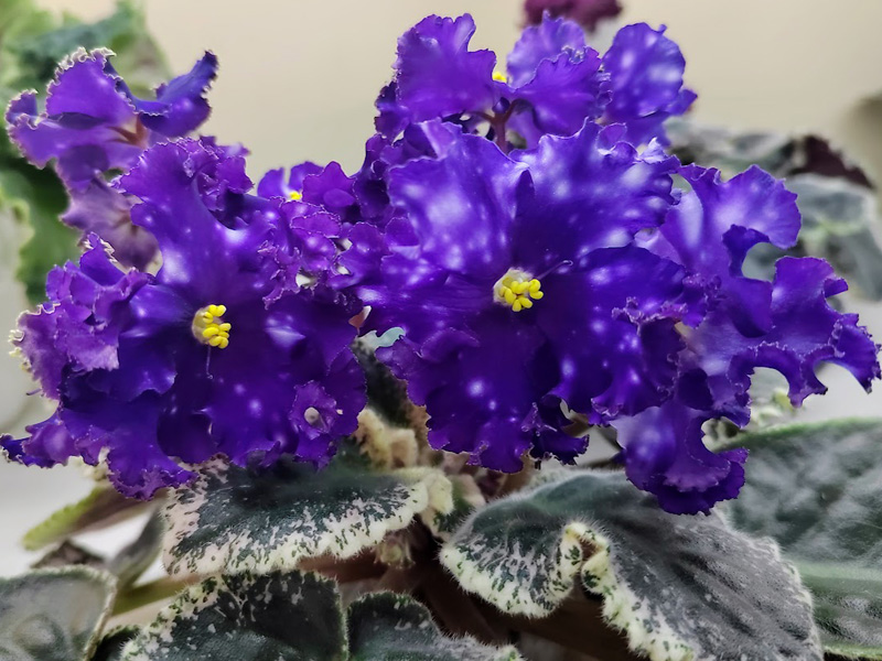 МТ-Моя Вселенная (Копейкина).jpg