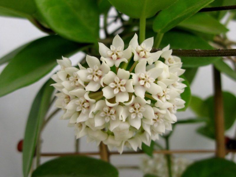 hoya australis..JPG
