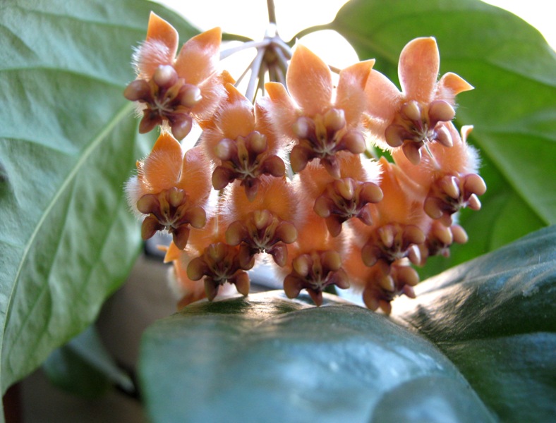 hoya praetorii.JPG