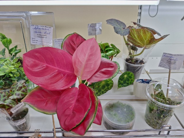20260312_160343_copy_640x480.jpg