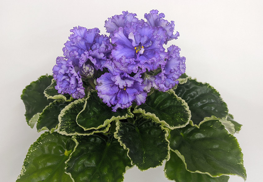 КО-Северное-Море.jpg
