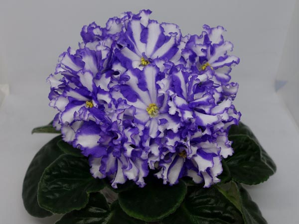 Jenny's Delight.jpg