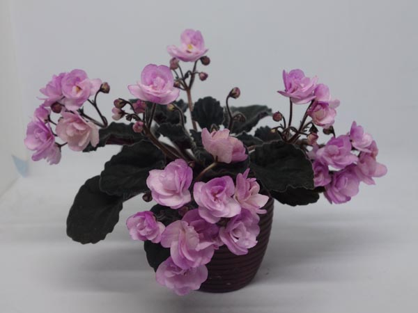 Ness Satin Rose.jpg
