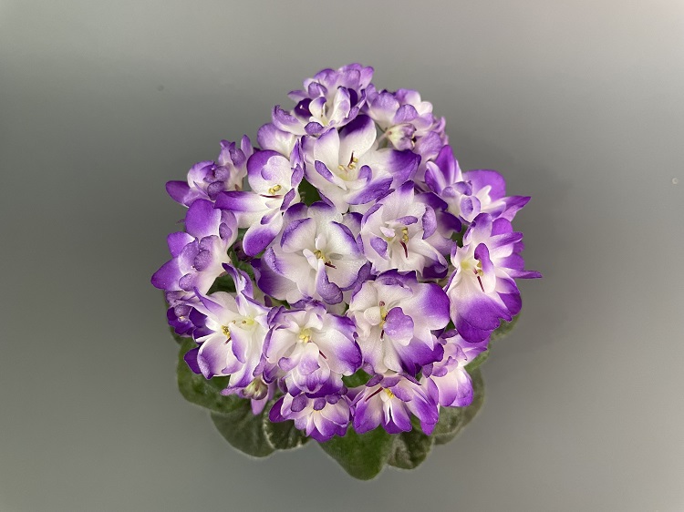 Sugar Plum 2.jpg
