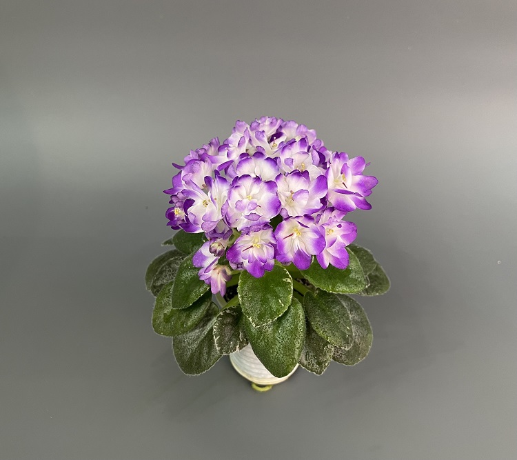 Sugar Plum 1.jpg