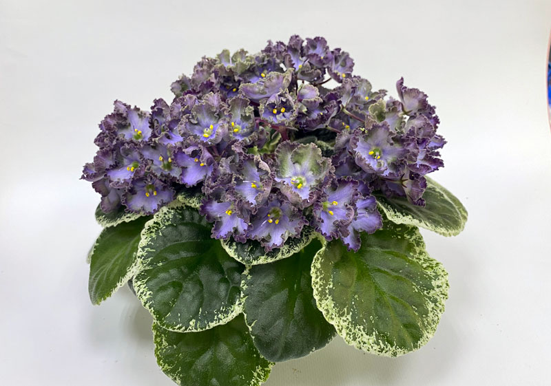 ЛЕ-Анечка.jpg