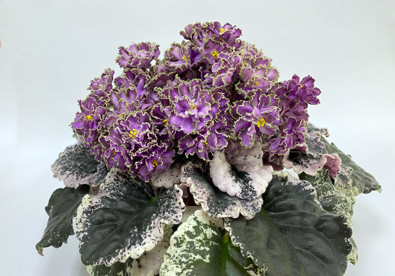 SV-Забавница.jpg