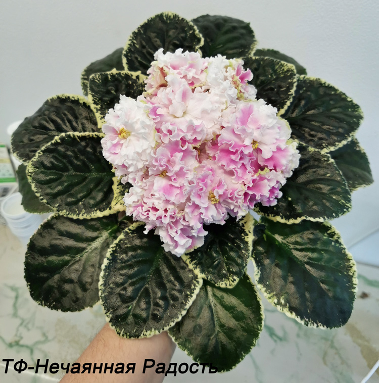 ТФ-Нечаянная-Радость.jpg