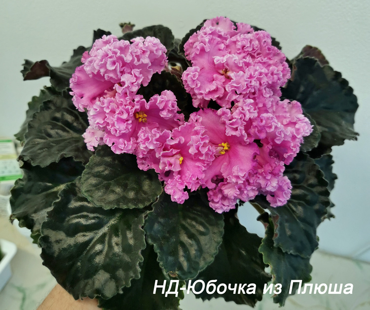 НД-Юбочка-из-Плюша (1).jpg