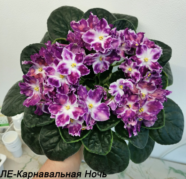 ЛЕ-Карнавальная-Ночь.jpg