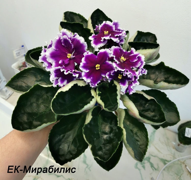 ЕК-Мирабилис.jpg