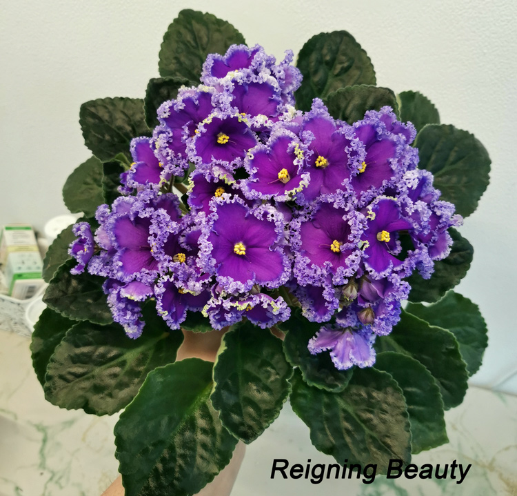 Reigning-Beauty.jpg