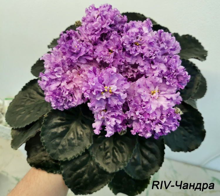 RIV-Чандра.jpg