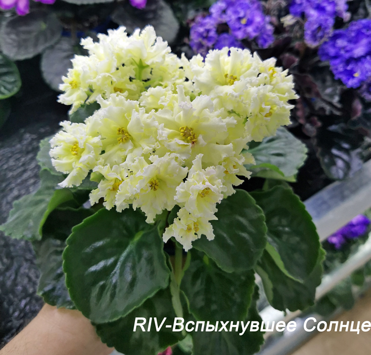 RIV-Вспыхнувшее-Солнце.jpg