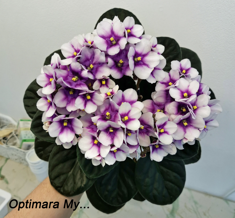 Optimara-My....jpg