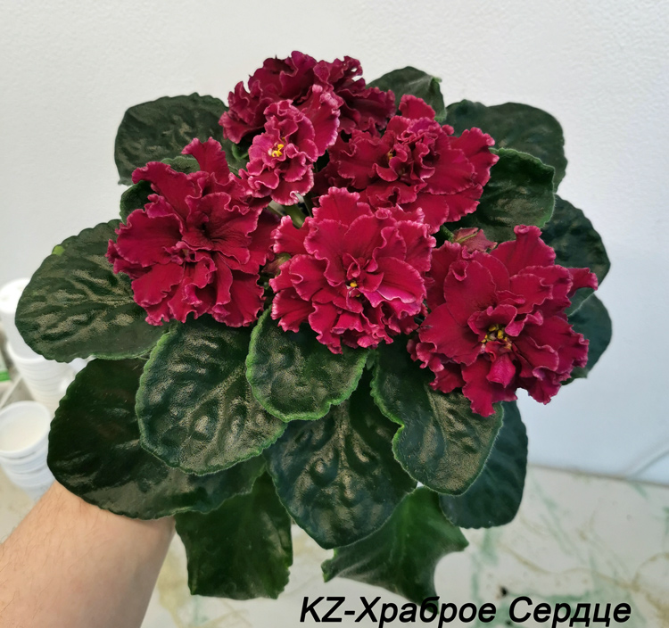 KZ-Храброе-Сердце.jpg