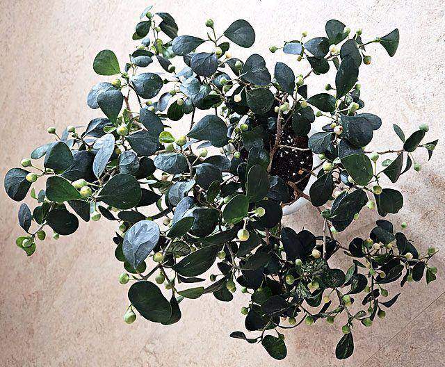 diversifolia_variegated_мазками.jpg