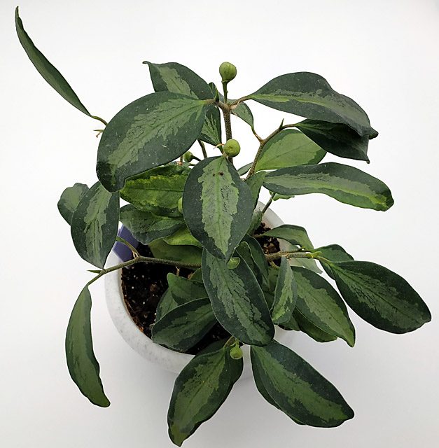 Diversifolia_variegated.jpg