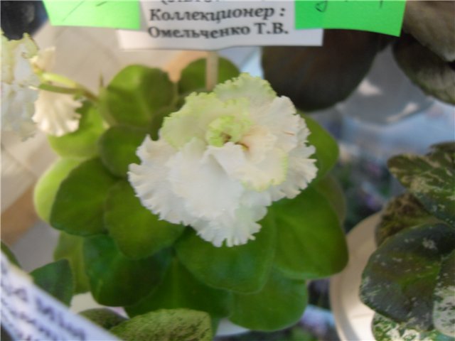 Mistic Green