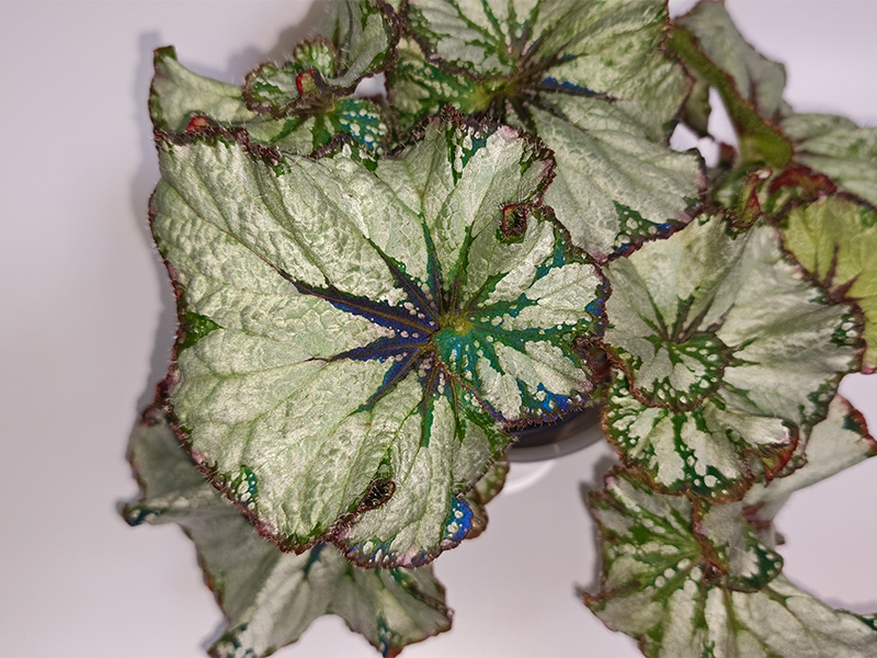 Green Gold