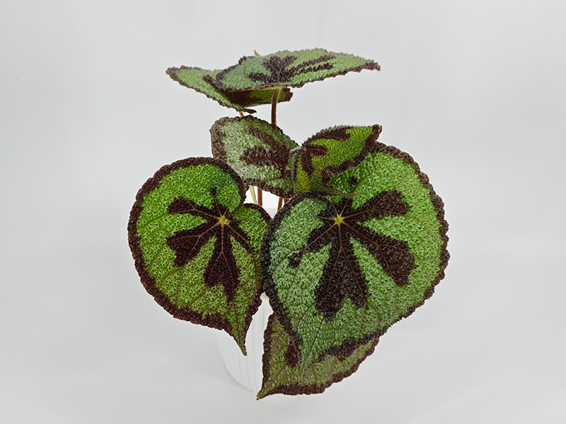 Masoniana Little Rock