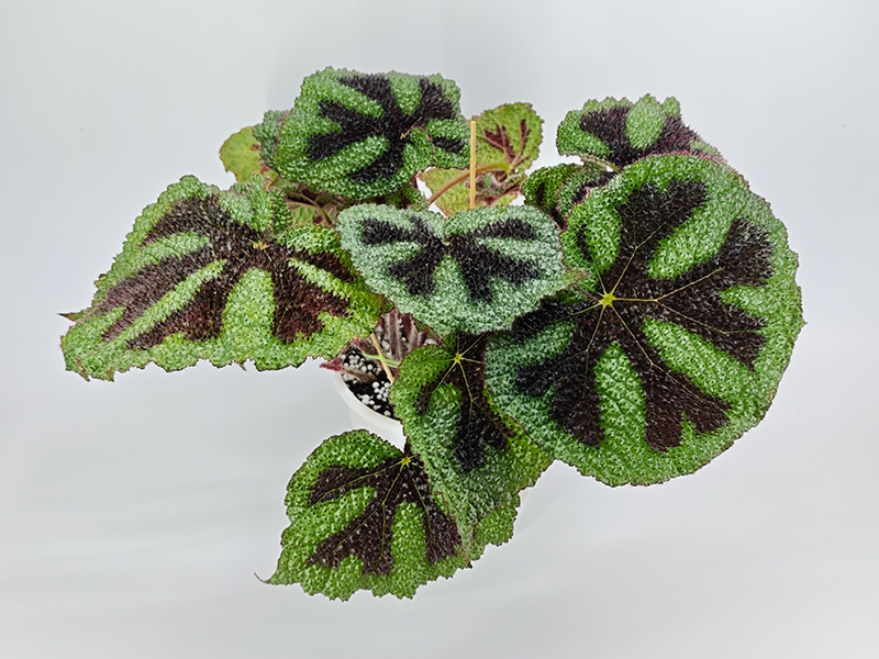 Masoniana