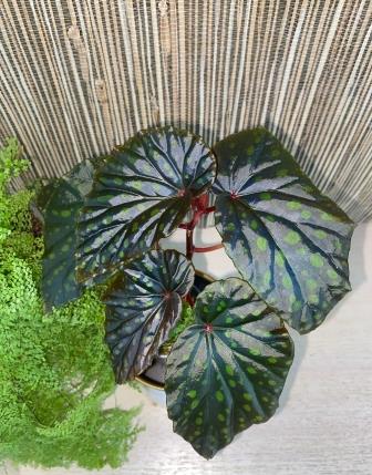 Kapuas Hululuensis x Chlorosticta dark (hbr.).jpg