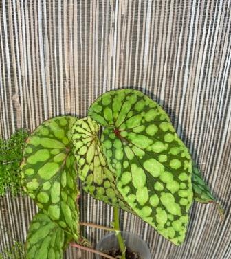 Chlorosticta Green.jpg