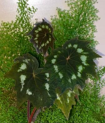 Palmata Dark Form.jpg