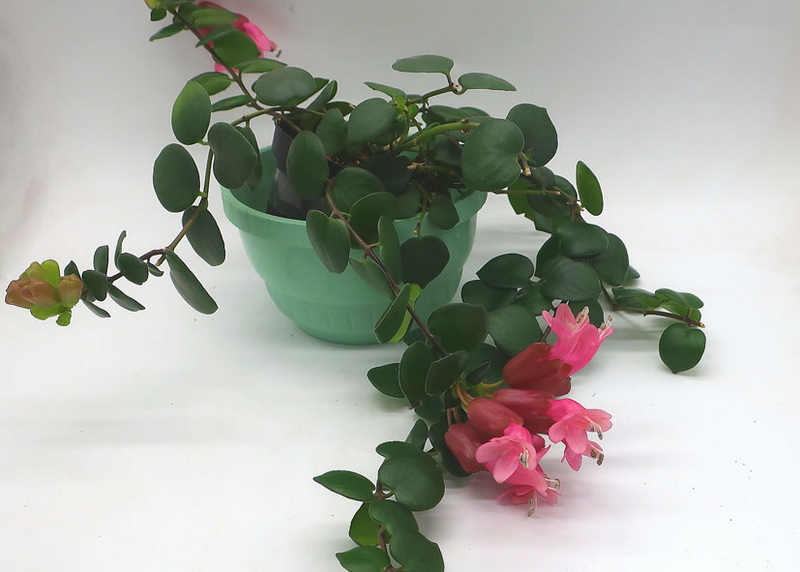 Эсхинантус  Thai Pink.jpg